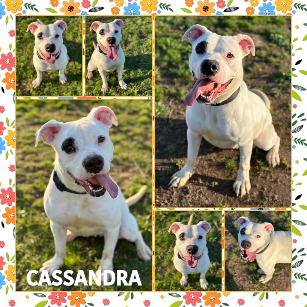 Cassandra