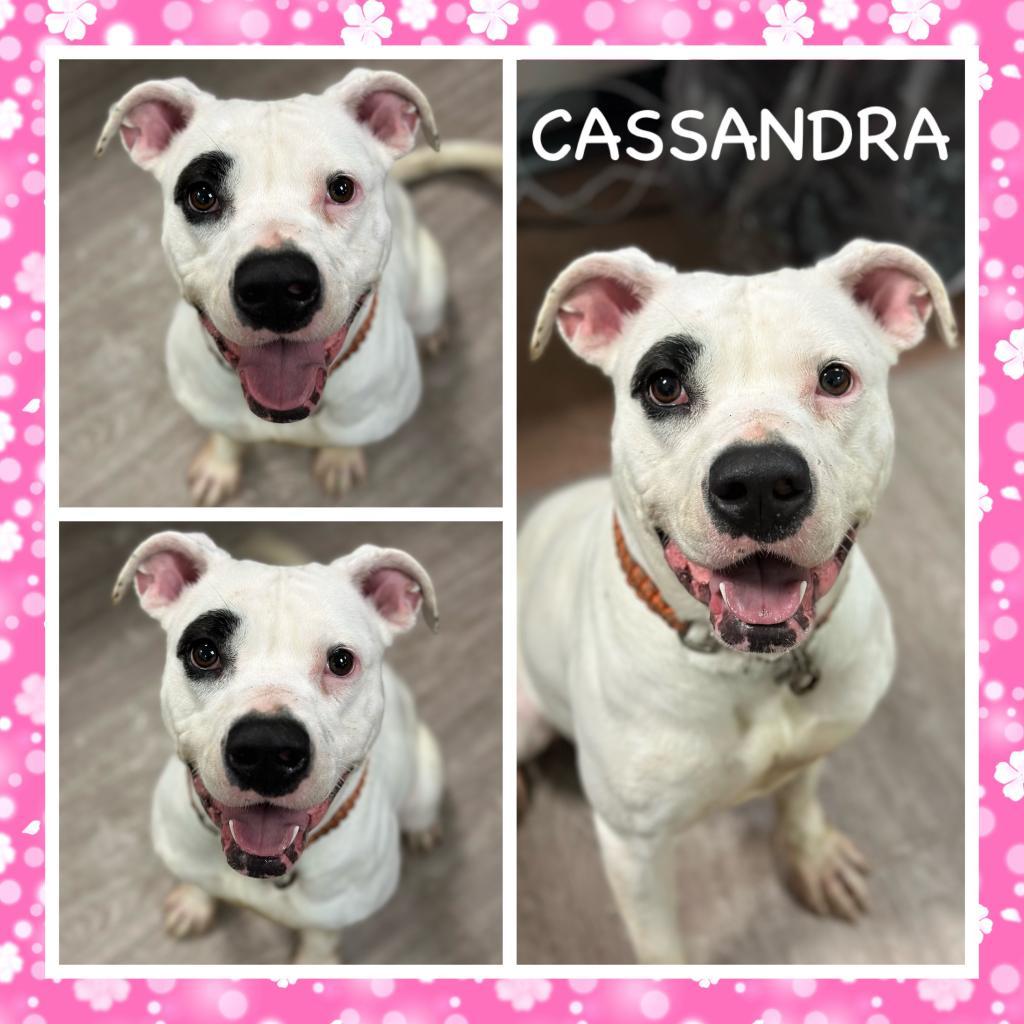 Cassandra