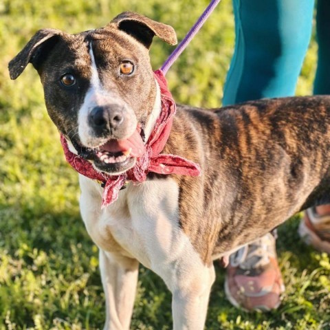 Rebecca, an adoptable Pit Bull Terrier in Wadena, MN, 56482 | Photo Image 6