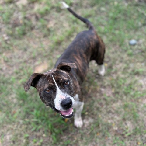 Rebecca, an adoptable Pit Bull Terrier in Wadena, MN, 56482 | Photo Image 6