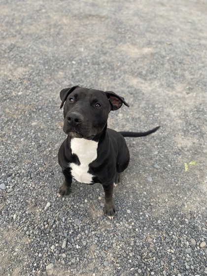 Zeus, an adoptable Bull Terrier, Mixed Breed in Moses Lake, WA, 98837 | Photo Image 1