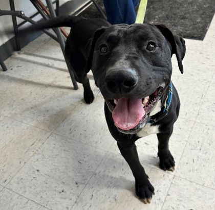 Zeus, an adoptable Bull Terrier, Mixed Breed in Moses Lake, WA, 98837 | Photo Image 2