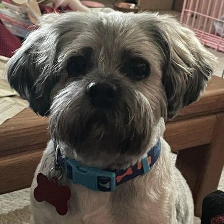 Shih Tzu dog Lacey playing with one of her favorite toys 