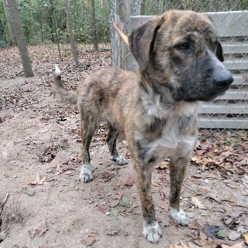 Catahoula cur german cheap shepherd mix