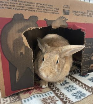 Butterscotch American Rabbit