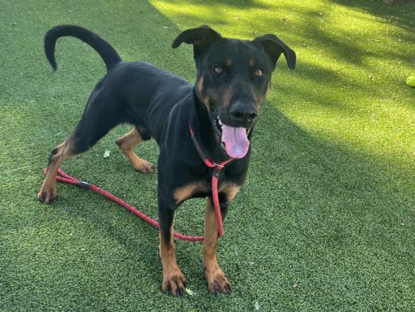 BOWSER, an adoptable Beauceron in Van Nuys, CA, 91405 | Photo Image 1