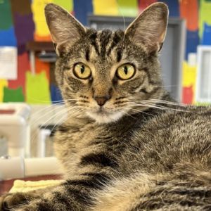 Cats for Adoption Near Ohio, OH