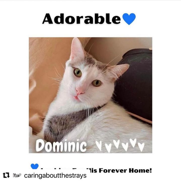 Dominic 7