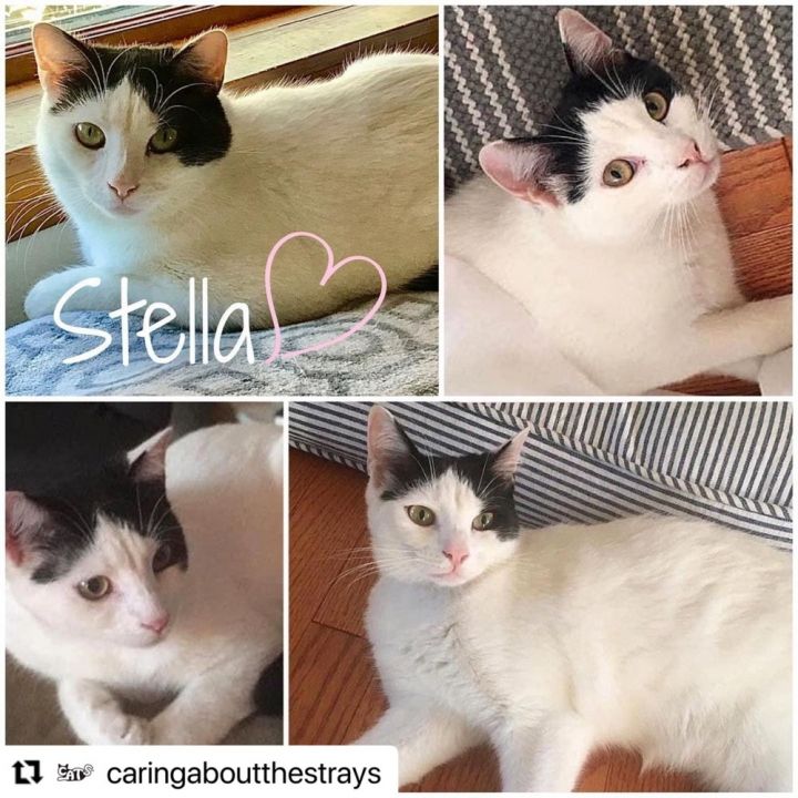 Stella 2