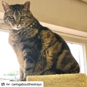 Amber, Adult Female American Shorthair