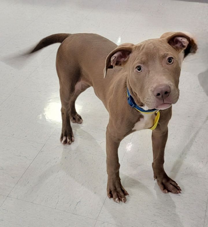 Retriever and best sale terrier mix