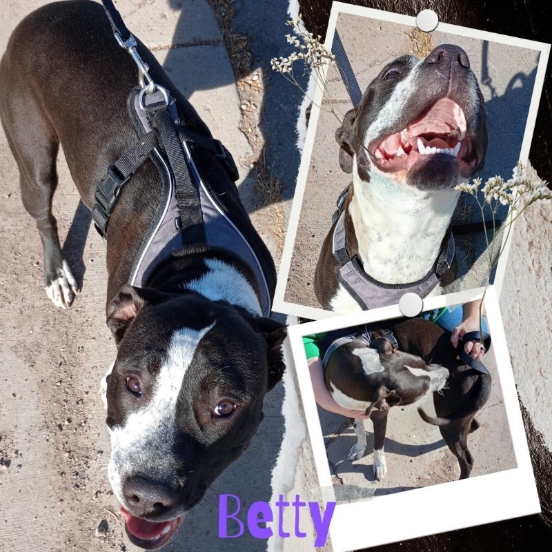 Betty, an adoptable Pit Bull Terrier in Monte Vista, CO, 81144 | Photo Image 3