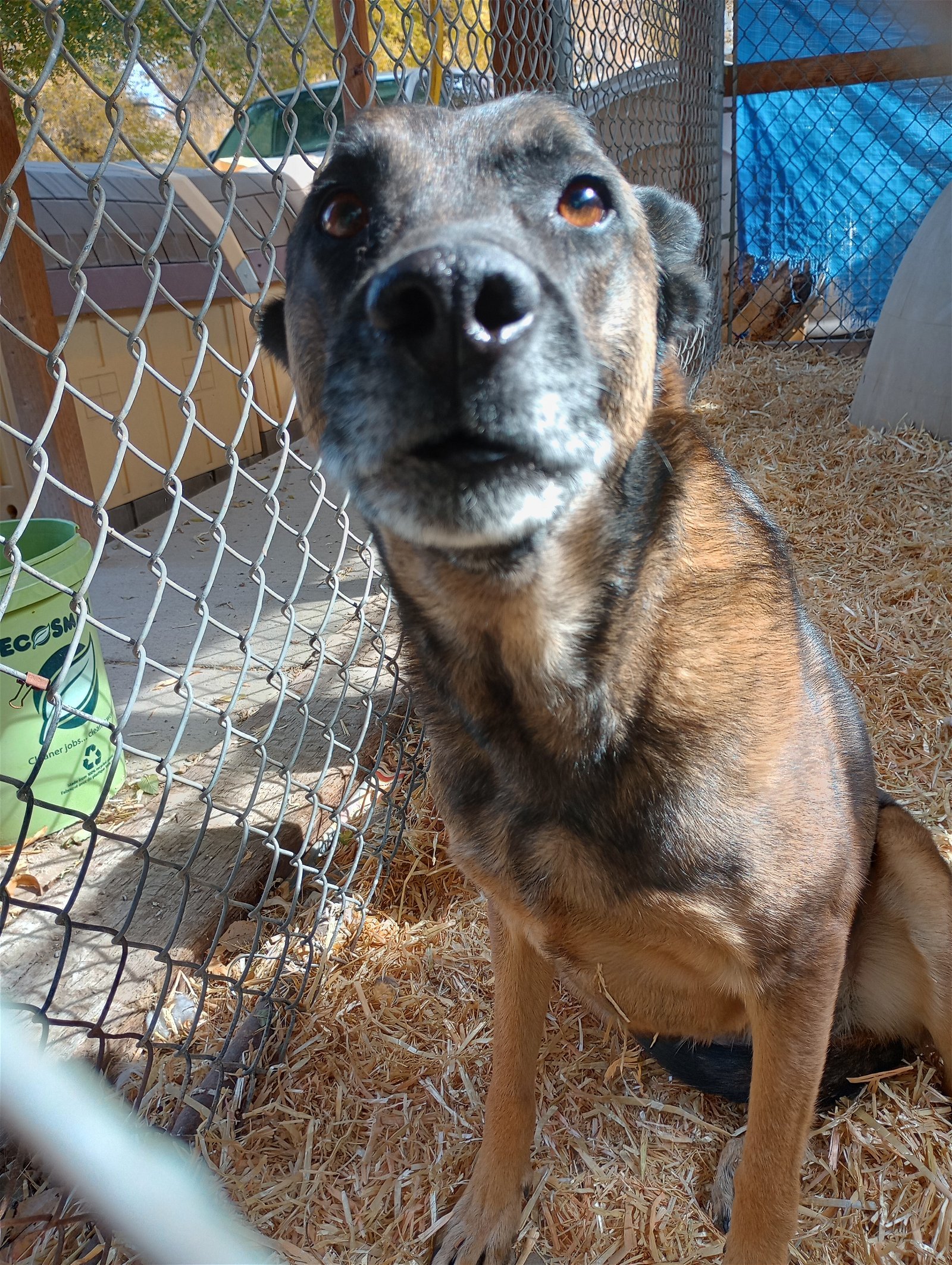 Pearl, an adoptable German Shepherd Dog, Cattle Dog in Monte Vista, CO, 81144 | Photo Image 2