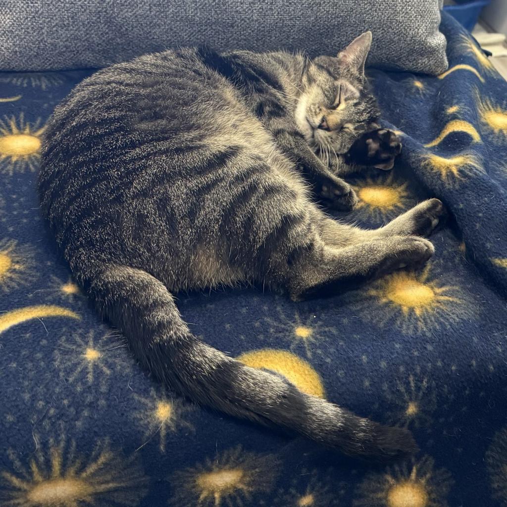 Fig