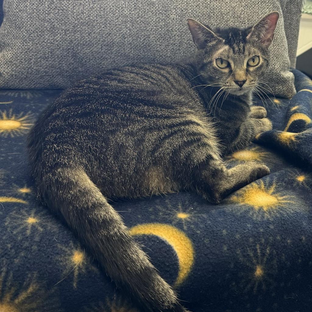 Fig