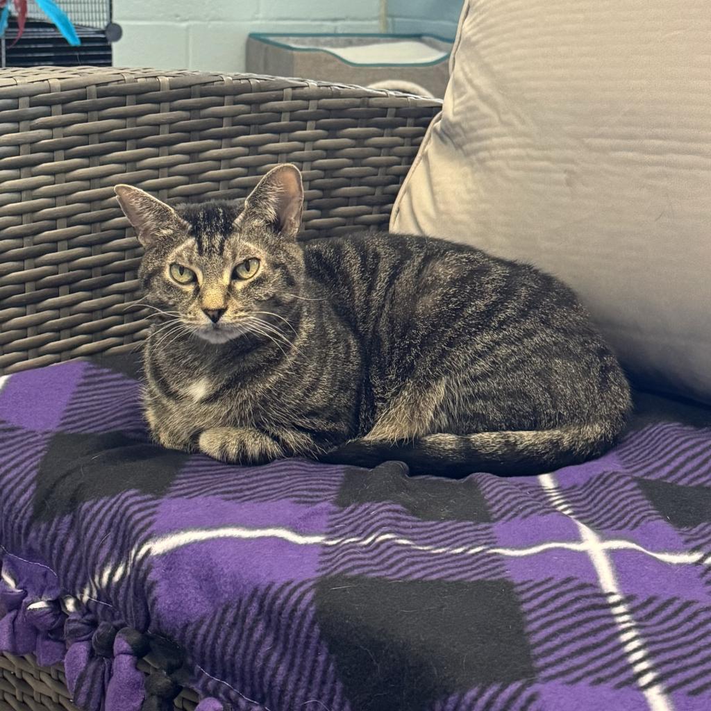Fig