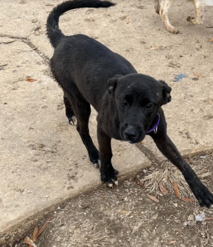 Black lab store and greyhound mix