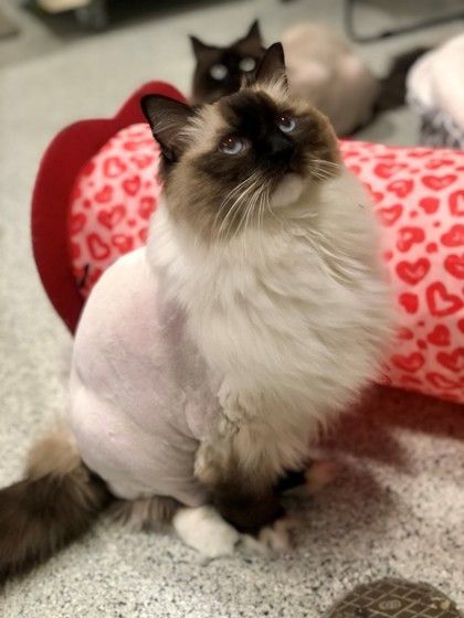 petfinder ragdoll