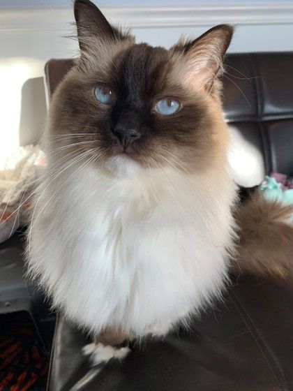 petfinder ragdoll