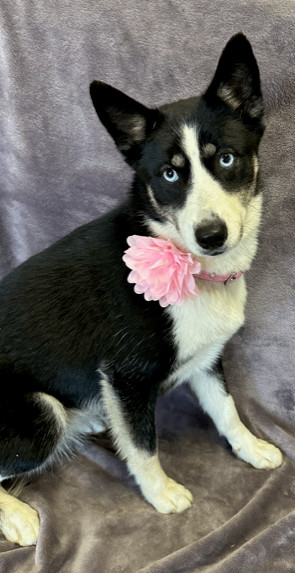 Siberian husky border collie hot sale mix