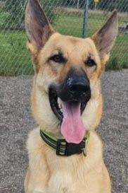 Paco, an adoptable Shepherd in Webster, WI, 54893 | Photo Image 1