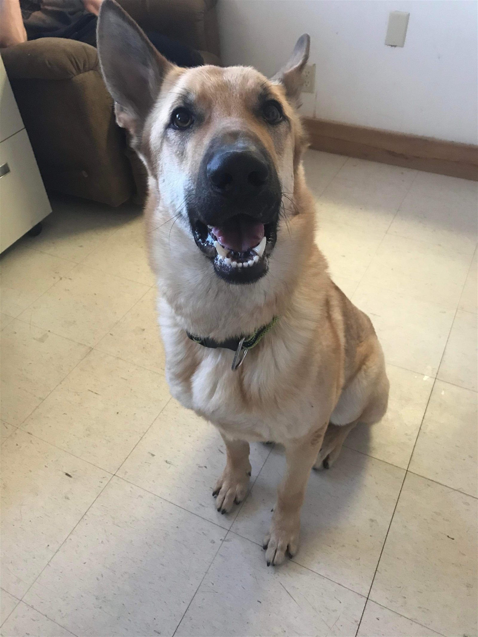 Paco, an adoptable Shepherd in Webster, WI, 54893 | Photo Image 2