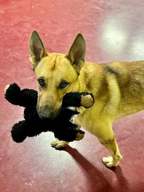 Paco, an adoptable Shepherd in Webster, WI, 54893 | Photo Image 2