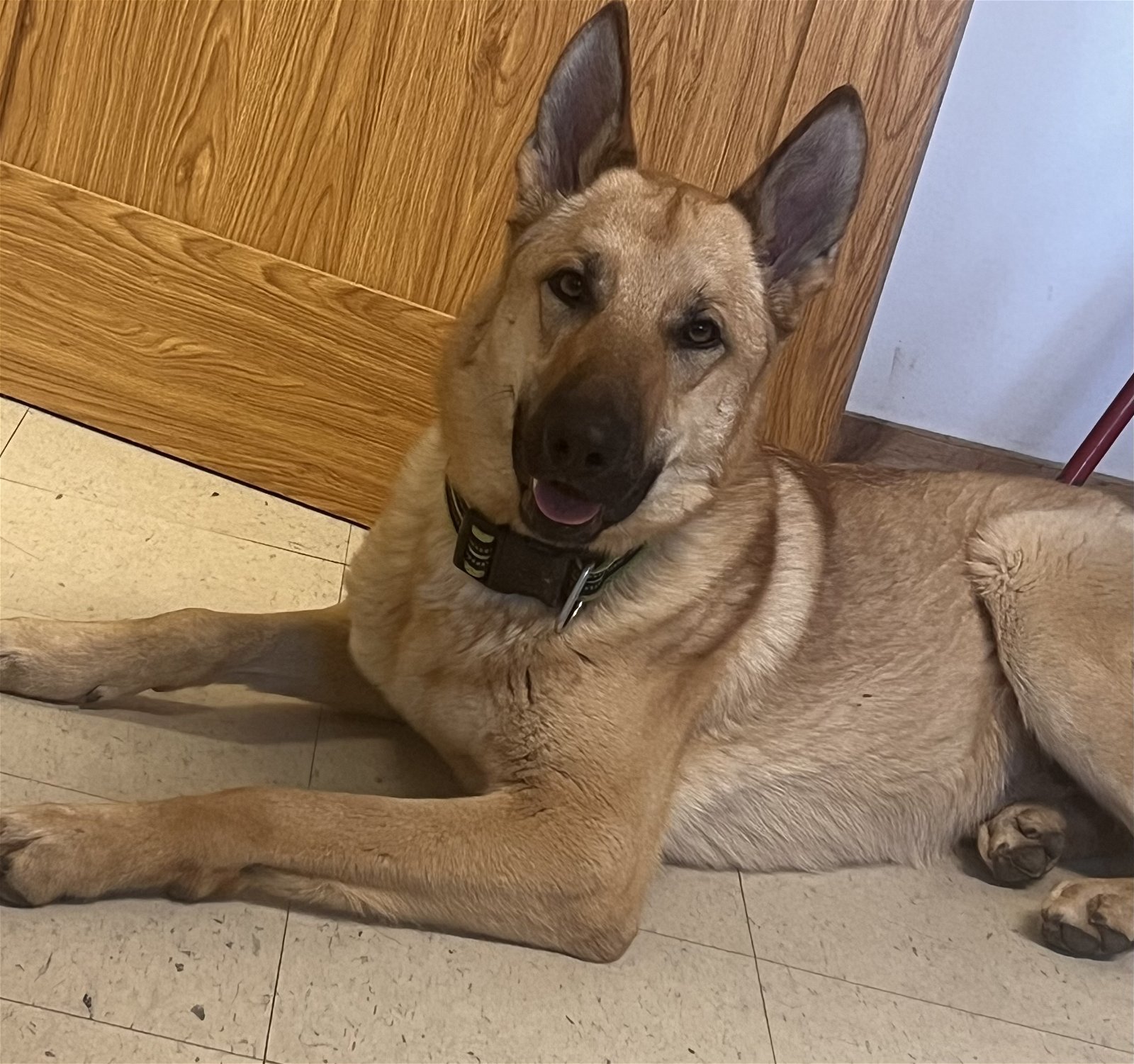 Paco, an adoptable Shepherd in Webster, WI, 54893 | Photo Image 3