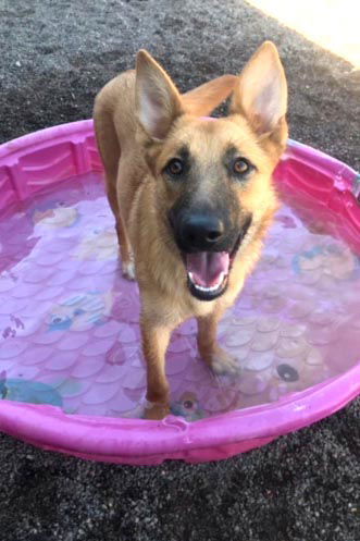 Paco, an adoptable Shepherd in Webster, WI, 54893 | Photo Image 3