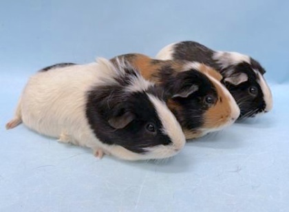 Guinea pig outlet mushroom