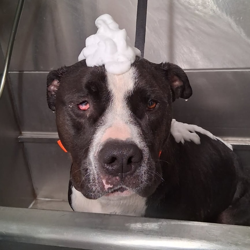 Beefcake, an adoptable Pit Bull Terrier in Ponca City, OK, 74604 | Photo Image 1