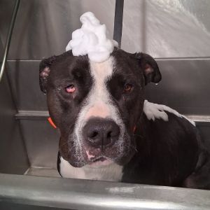 Beefcake, Adult Male Pit Bull Terrier
