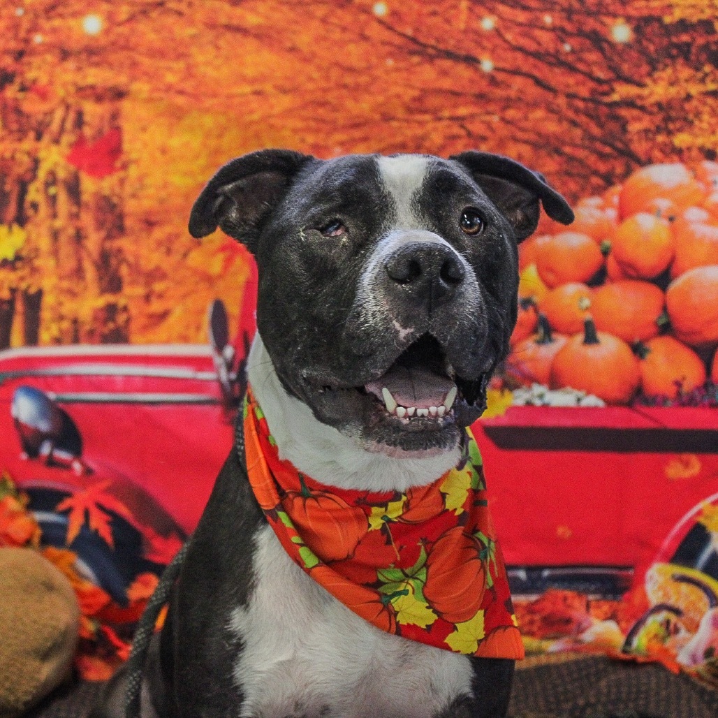 Beefcake, an adoptable Pit Bull Terrier in Ponca City, OK, 74604 | Photo Image 1