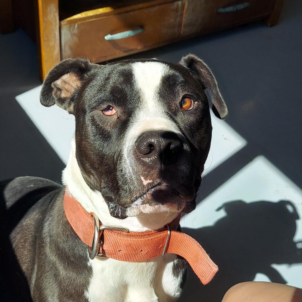 Beefcake, an adoptable Pit Bull Terrier in Ponca City, OK, 74604 | Photo Image 2