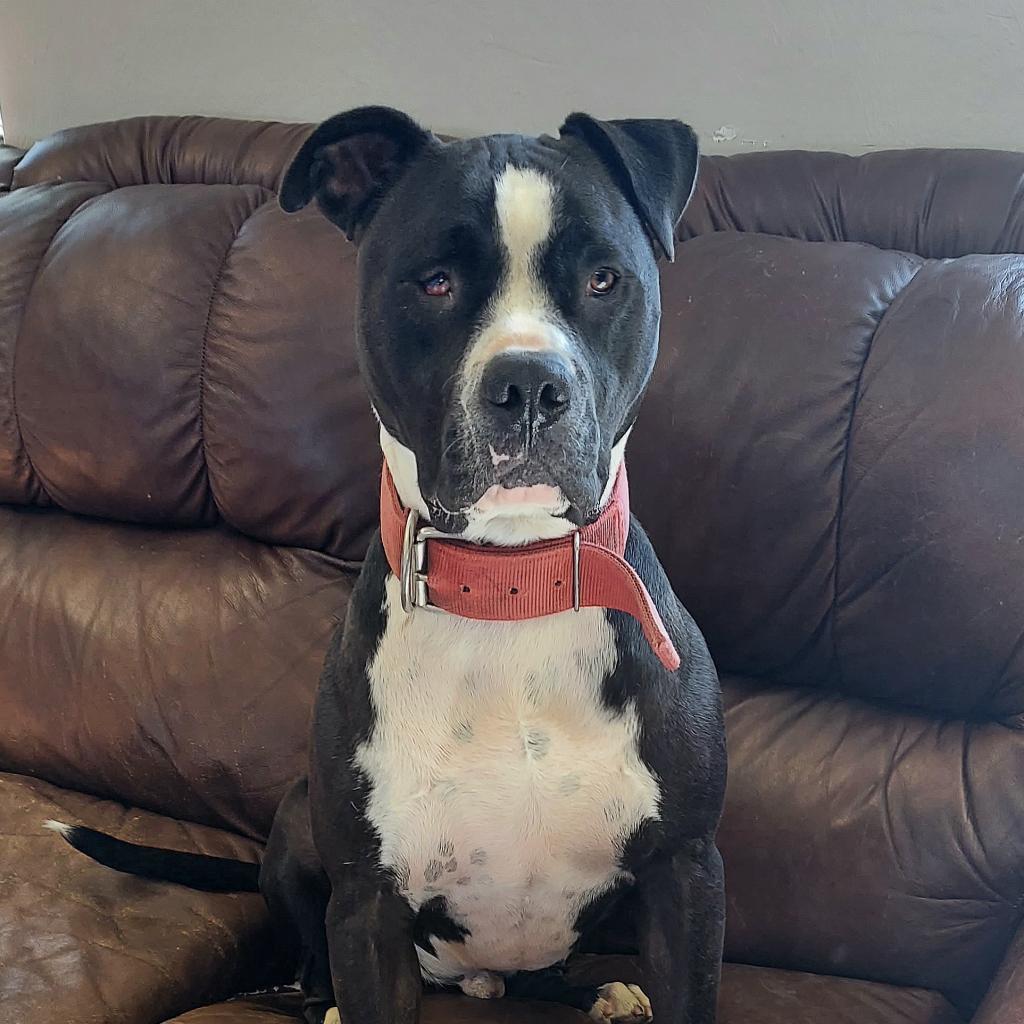 Beefcake, an adoptable Pit Bull Terrier in Ponca City, OK, 74604 | Photo Image 2