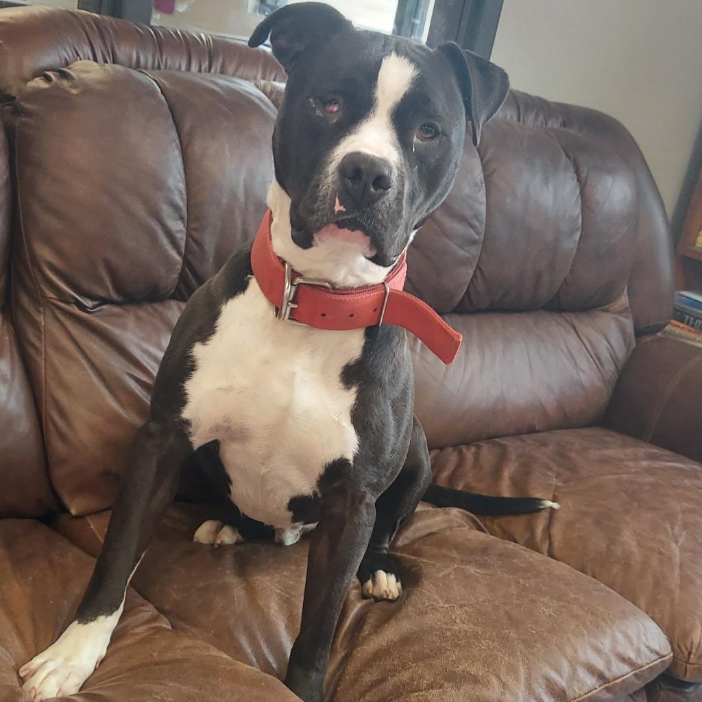 Beefcake, an adoptable Pit Bull Terrier in Ponca City, OK, 74604 | Photo Image 3