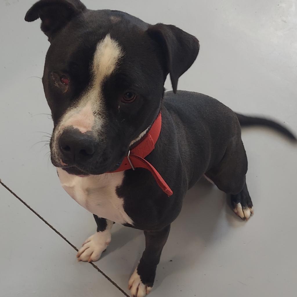 Beefcake, an adoptable Pit Bull Terrier in Ponca City, OK, 74604 | Photo Image 4