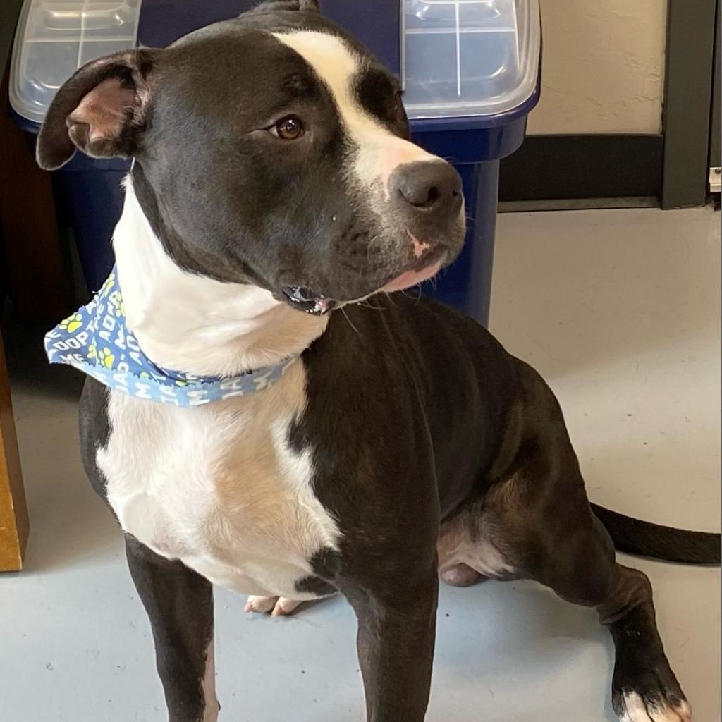 Beefcake, an adoptable Pit Bull Terrier in Ponca City, OK, 74604 | Photo Image 5