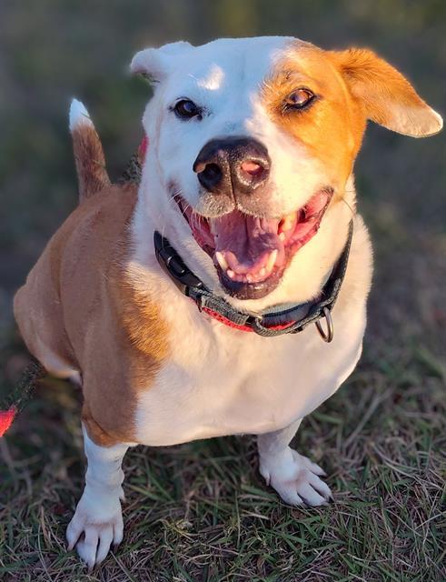 MURRAY, an adoptable Mixed Breed in Palmetto, FL, 34221 | Photo Image 1