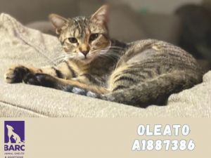 OLEATO Domestic Short Hair Cat