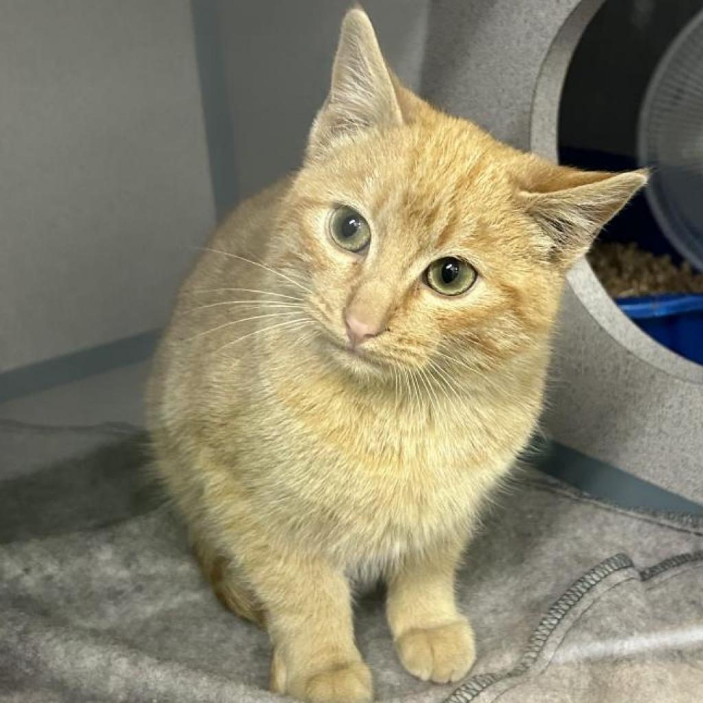 John Deere, an adoptable Domestic Short Hair in North Battleford, SK, S9A 2M7 | Photo Image 1