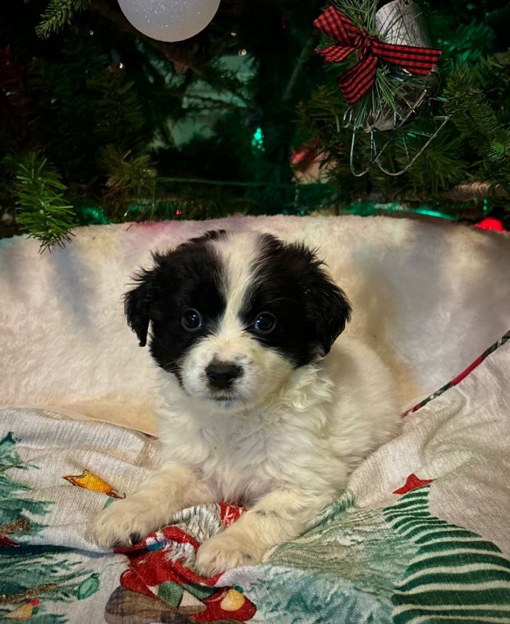 Shih tzu hot sale x border collie