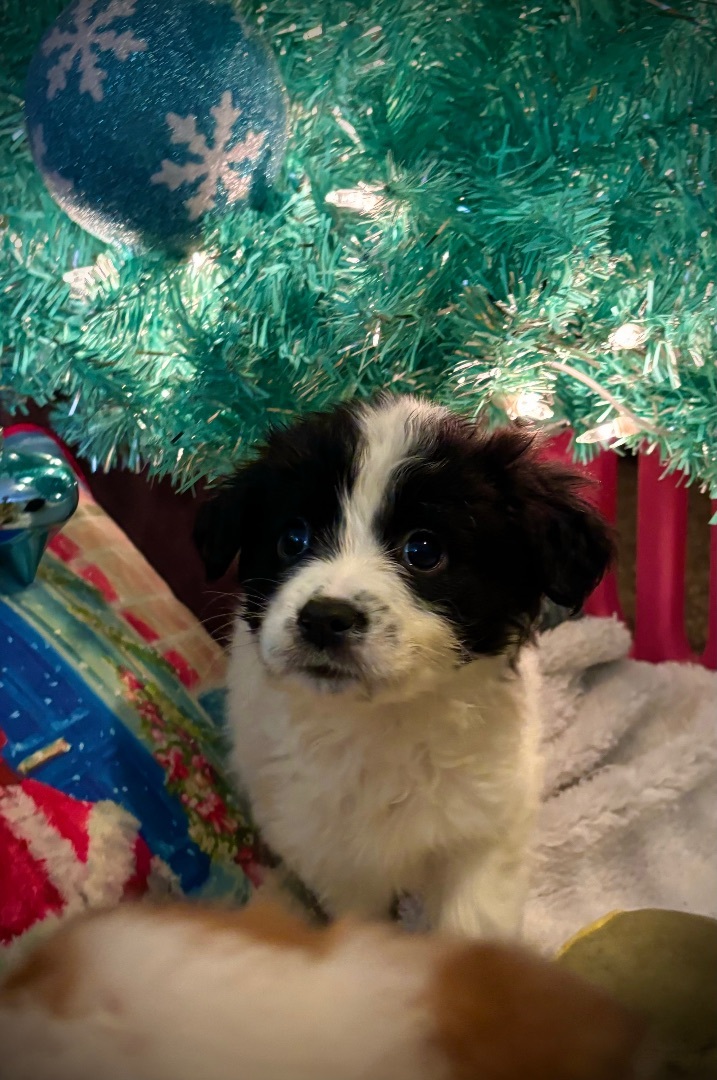 Border collie shih tzu mix puppies hot sale for sale