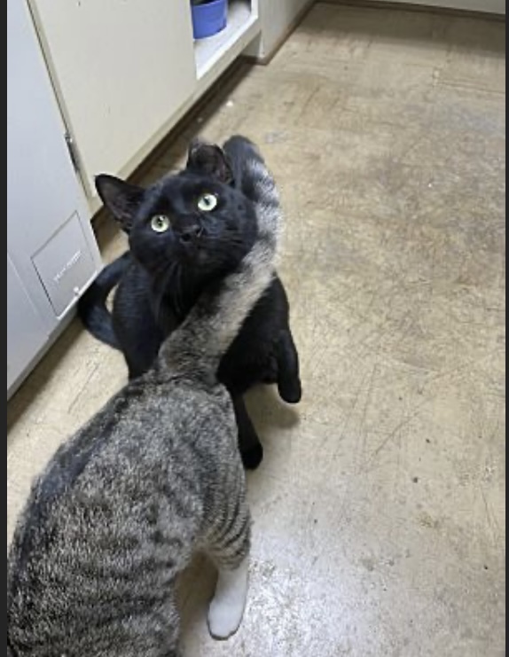 Smoke, an adoptable Domestic Short Hair in Pinson, AL, 35126 | Photo Image 3