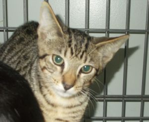 Kellogg, Young Male American Shorthair