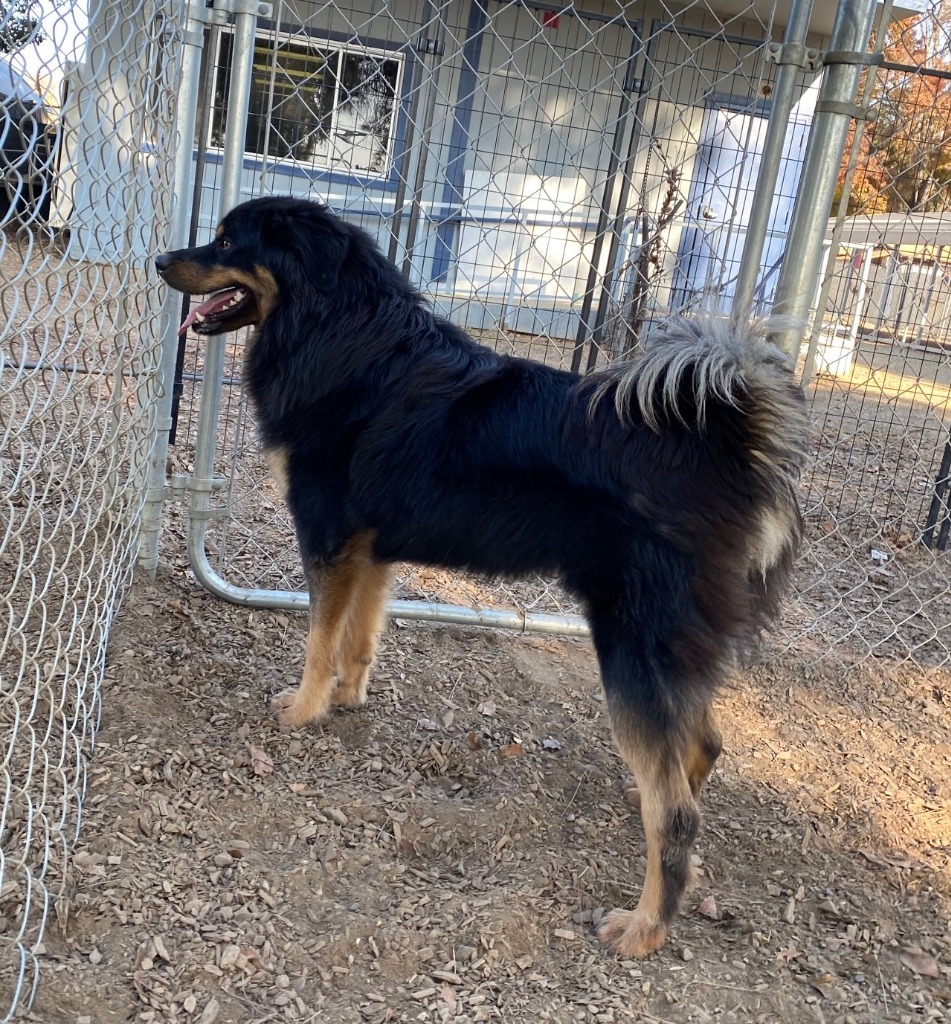 Wookie, an adoptable Australian Shepherd, German Shepherd Dog in Lemoore, CA, 93245 | Photo Image 1