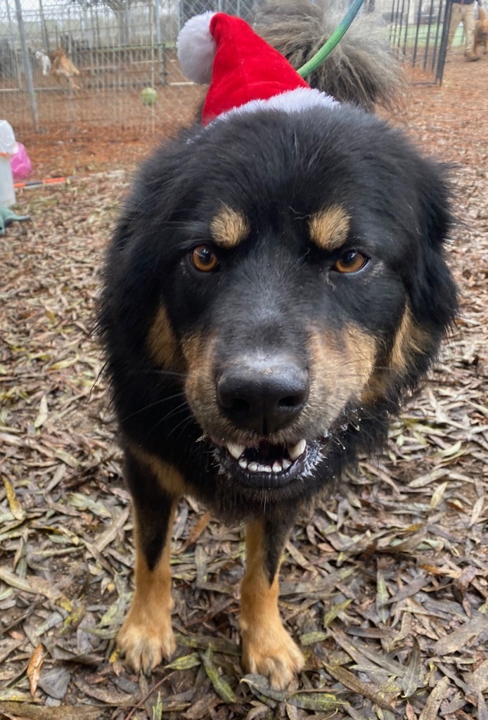 Wookie, an adoptable Australian Shepherd, German Shepherd Dog in Lemoore, CA, 93245 | Photo Image 1