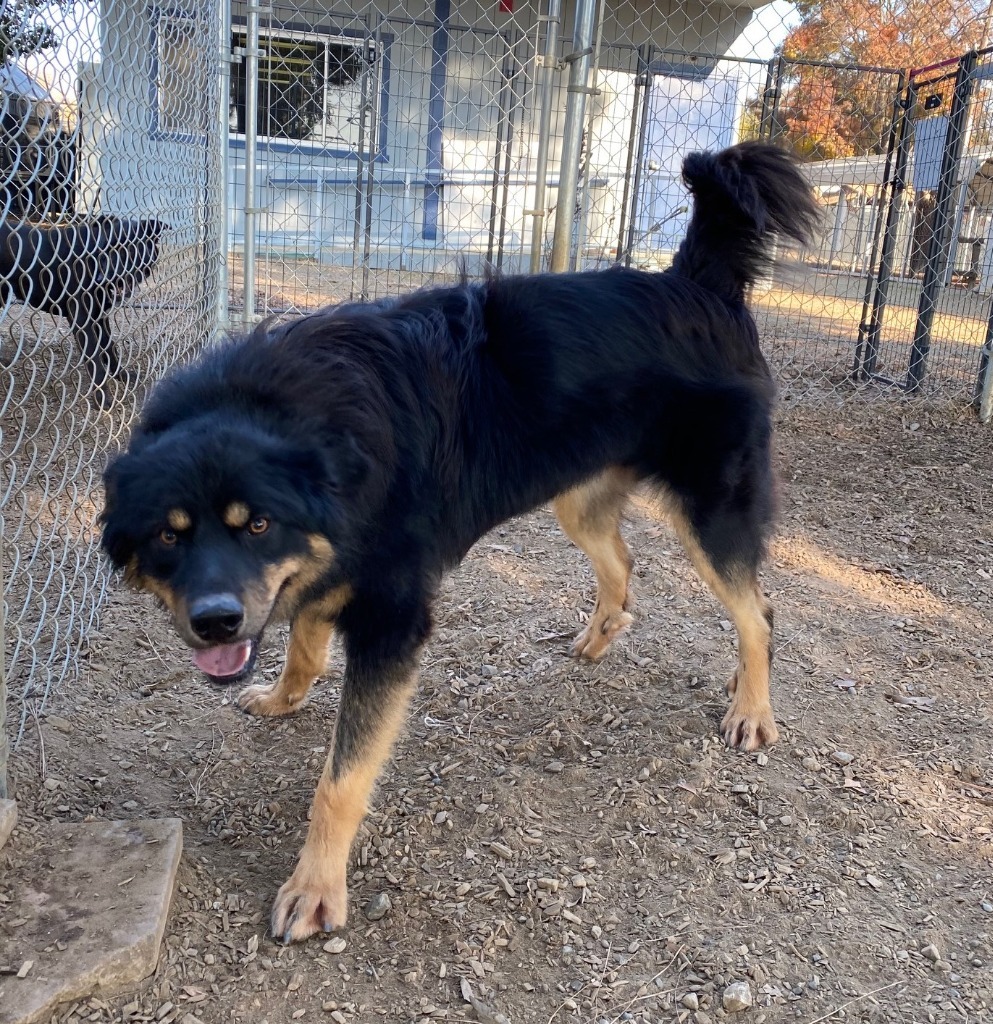 Wookie, an adoptable Australian Shepherd, German Shepherd Dog in Lemoore, CA, 93245 | Photo Image 2