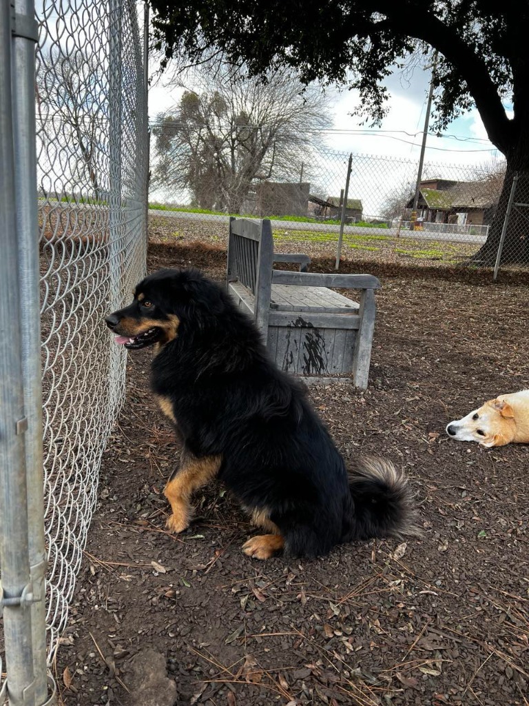 Wookie, an adoptable Australian Shepherd, German Shepherd Dog in Lemoore, CA, 93245 | Photo Image 4