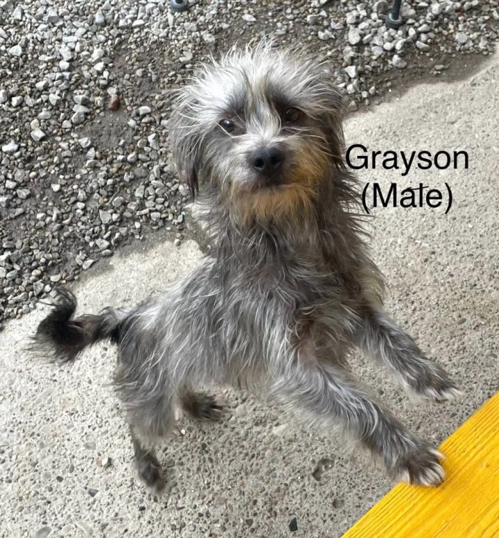 Gray terrier hot sale mix